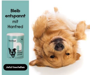 Hanfred - Entspannte Hunde